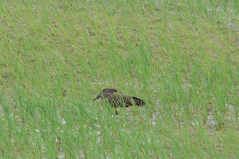 406 Hammerkop